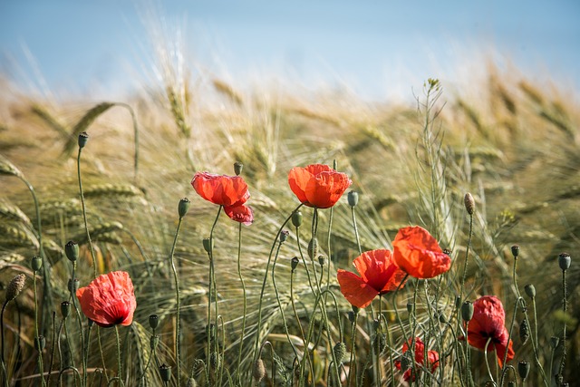 La poesia è come il pane