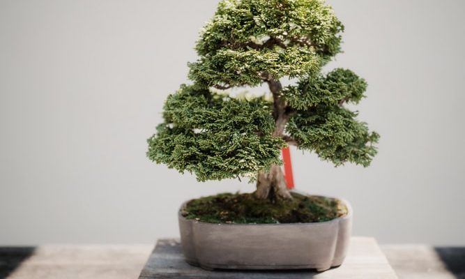 Sulla microfiction, o come curare un bonsai nel giardino della prosa