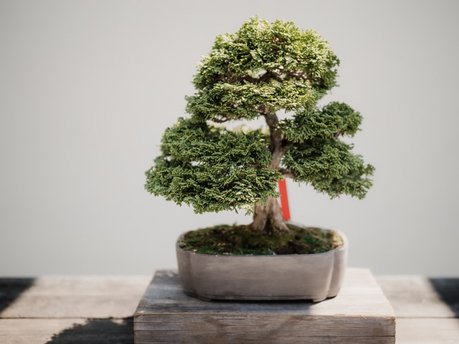 Sulla microfiction, o come curare un bonsai nel giardino della prosa